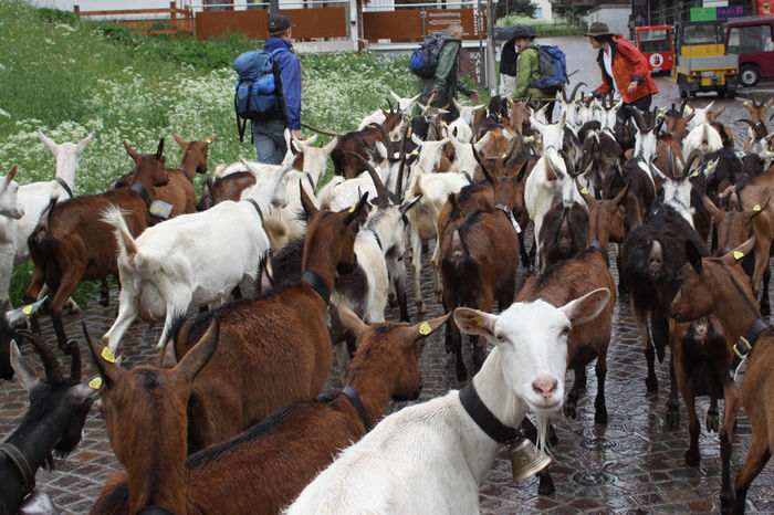 Plecam in excursie - Rase de oi si capre-Poze deosebite 2