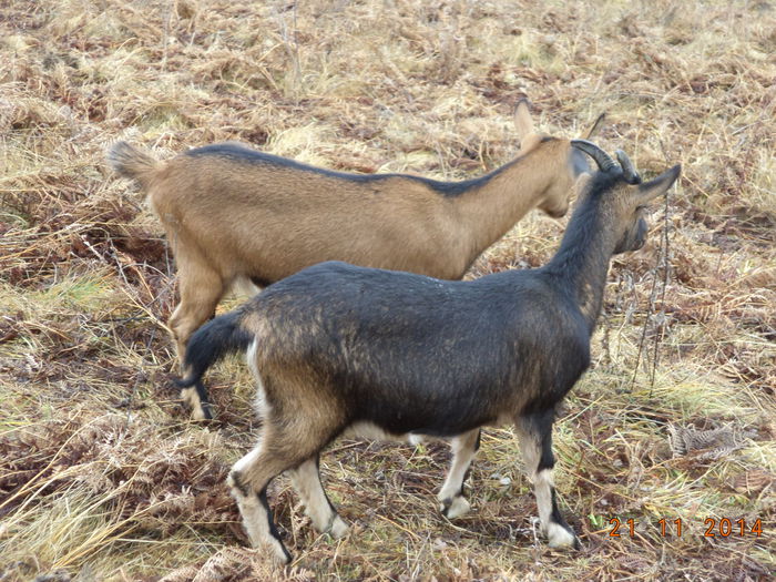 Alpinele prietenele - ALPINELE-in noiembrie pe deal