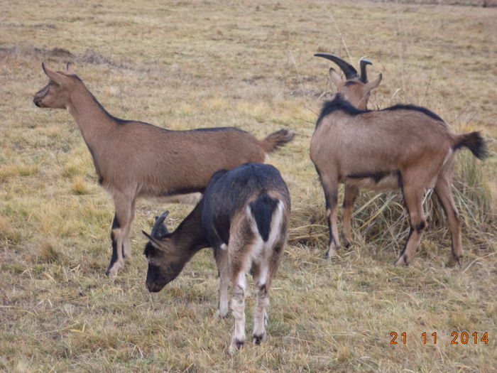 Atente la orce miscare-3 - ALPINELE-in noiembrie pe deal