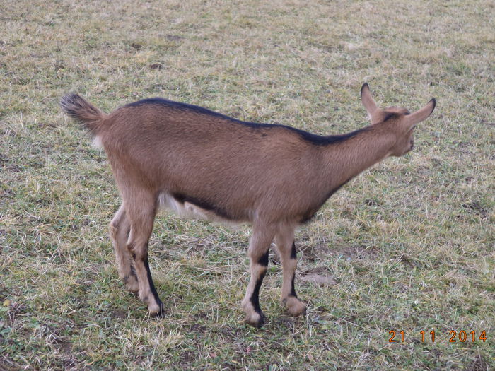 Caprioara la plimbare-98p - ALPINELE-in noiembrie pe deal