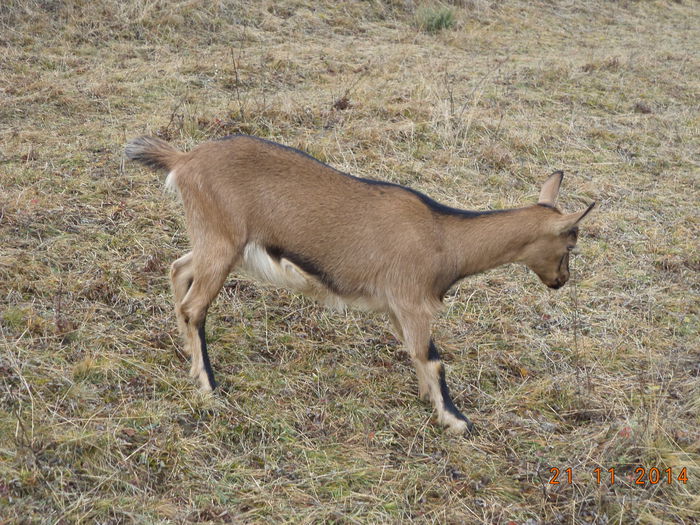 Caprioara mea-9 - ALPINELE-in noiembrie pe deal