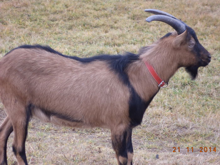 Cezar ingandurat - ALPINELE-in noiembrie pe deal