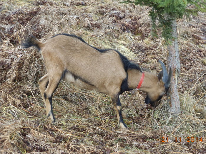 Cezar se freaca de molid - ALPINELE-in noiembrie pe deal
