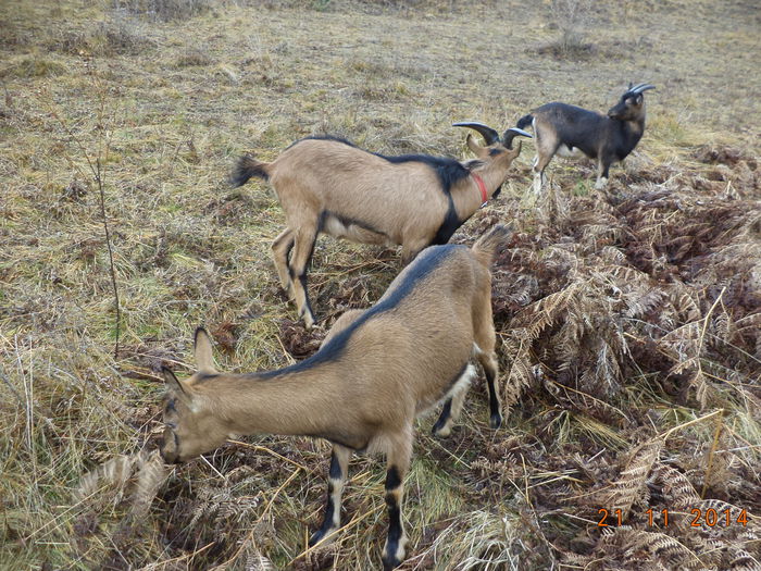 Iar la ferigi uscate
