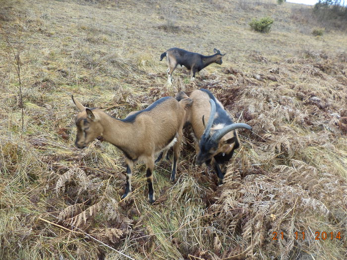 Rontaim ceva ferigi uscate