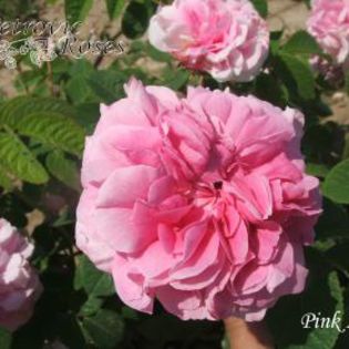 Pink%20Leda%20%203[1] - DAMASK ROSES