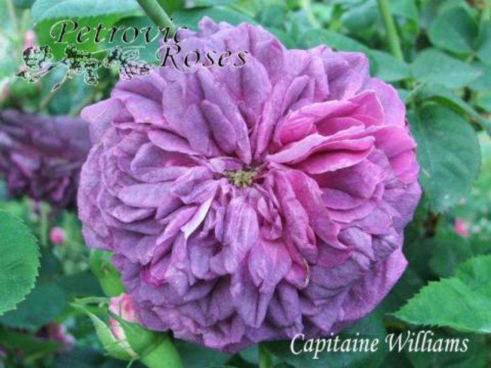 CAPITAINE%20WILLIAMS%20%203[1] - GALLICA ROSES