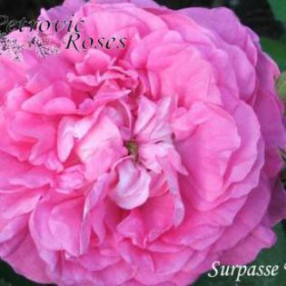 Surpasse_Tout%20%20%203[1] - GALLICA ROSES