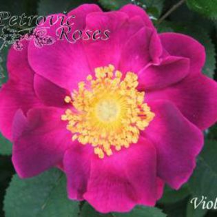 VIOLACEA%20%203[1] - GALLICA ROSES