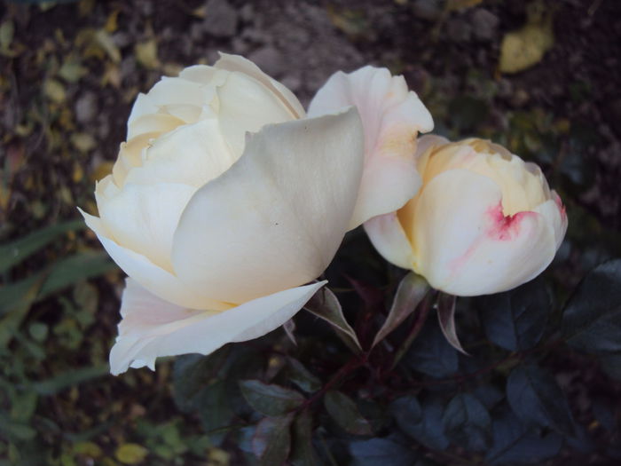 Lions Rose- da - 1 Trandafiri- sumar