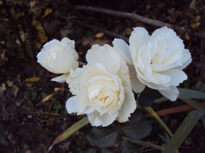DSC05282 - Iceberg 21