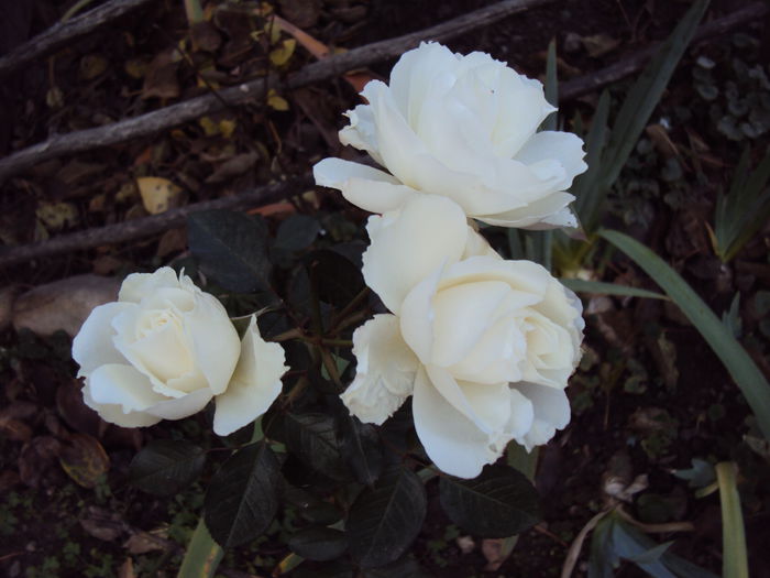 DSC05286 - Iceberg 21