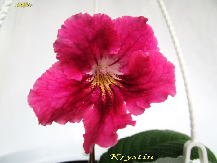 Krystin (22-XI-2014) - Streptocarpusi 2014