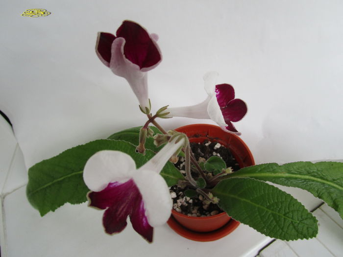 Harlequin Ruby (22-XI-2014) - Streptocarpusi 2014