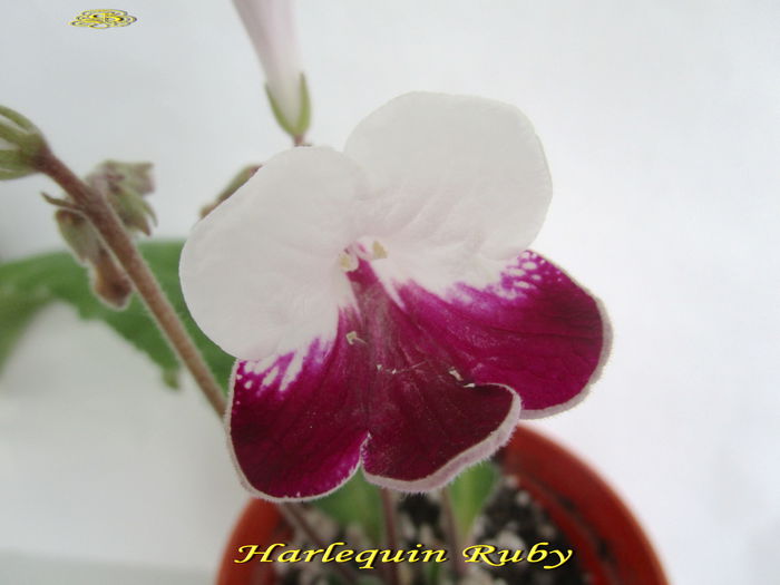 Harlequin Ruby (22-XI-2014) - Streptocarpusi 2014