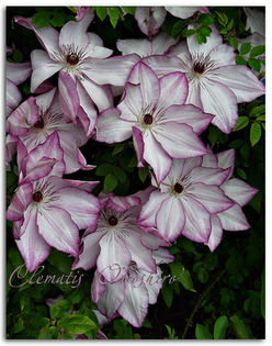 Clematis Omoshiro - Perenials