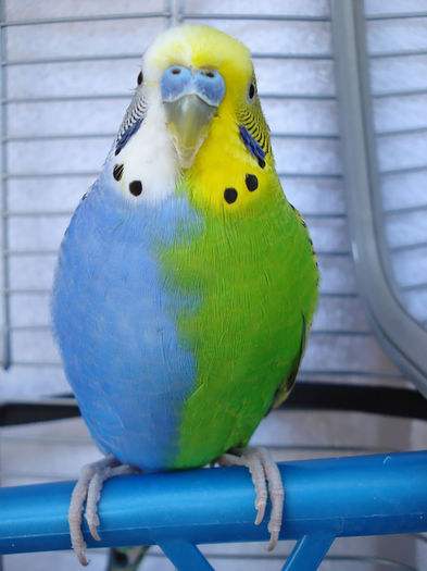 papagal Parakeet