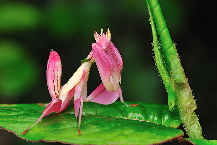 calugarita roz orhidee - Top 10 animale in culori uimitoare
