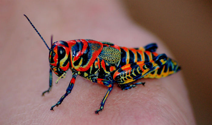 insecta curcubeu - Top 10 animale in culori uimitoare