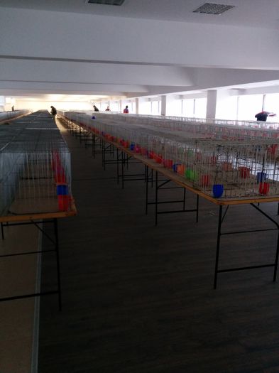 vor participa apx.4500 animale