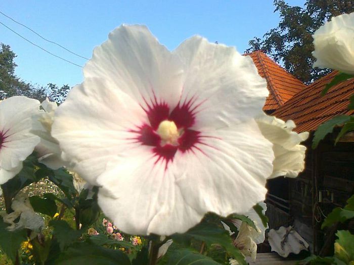 Hibiscus syriacus 'Minomb' (SUP'HEART) - HIBISCUS 01