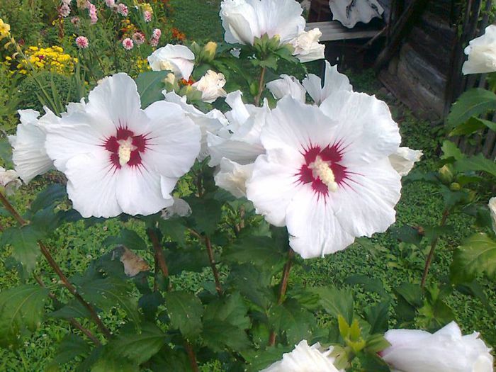 Hibiscus syriacus 'Minomb' (SUP'HEART) - HIBISCUS 01