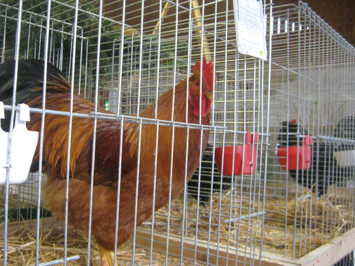 eferding_haslach 082