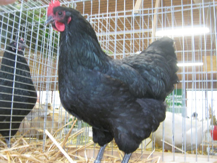 eferding_haslach 084