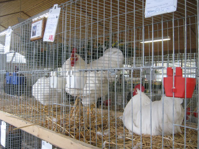 eferding_haslach 085 - expo Haslak-Austria-Straubing-Germania- nov-20-21