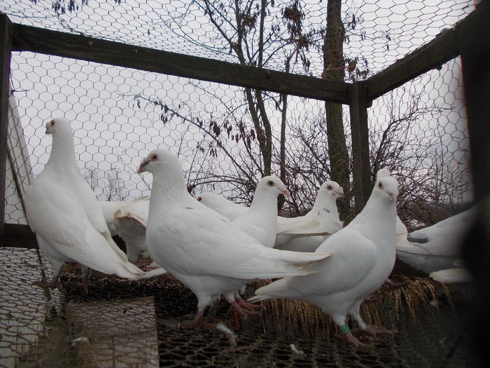 Picture 622 - porumbei argintii-negrii-albi-cuci