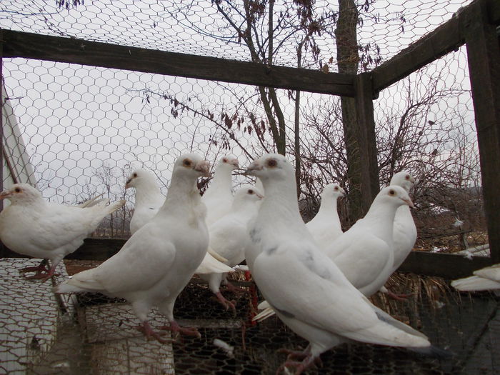 Picture 625 - porumbei argintii-negrii-albi-cuci