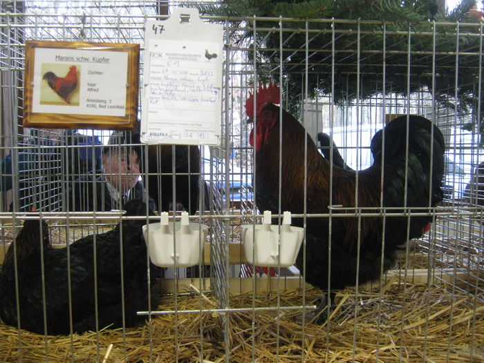 eferding_haslach 088