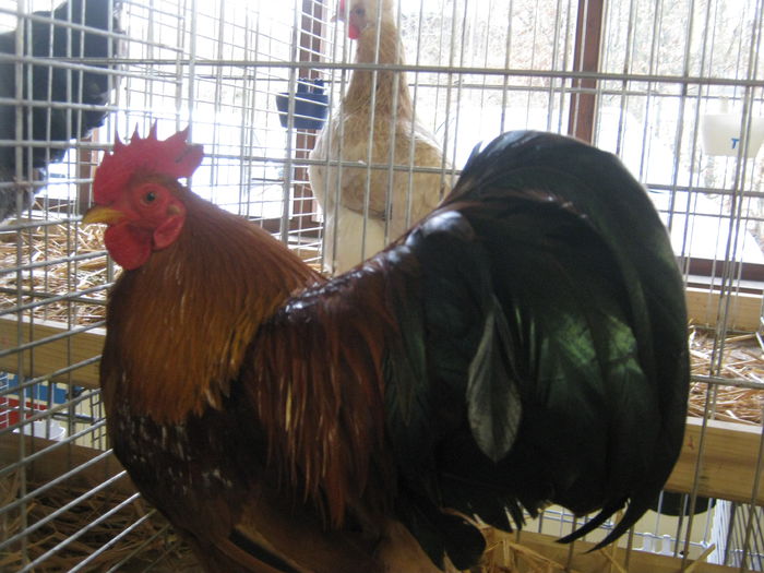 eferding_haslach 089