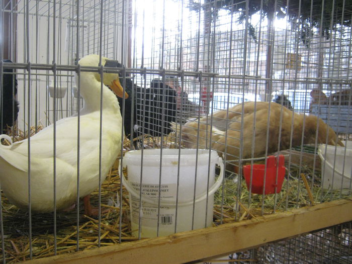 eferding_haslach 093