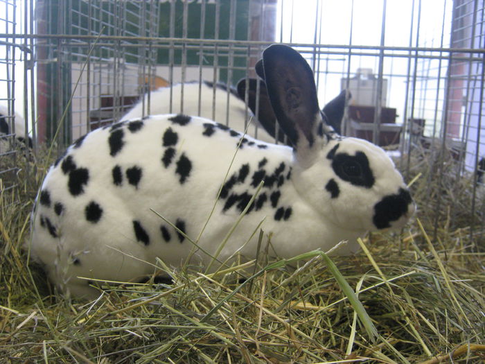 eferding_haslach 113