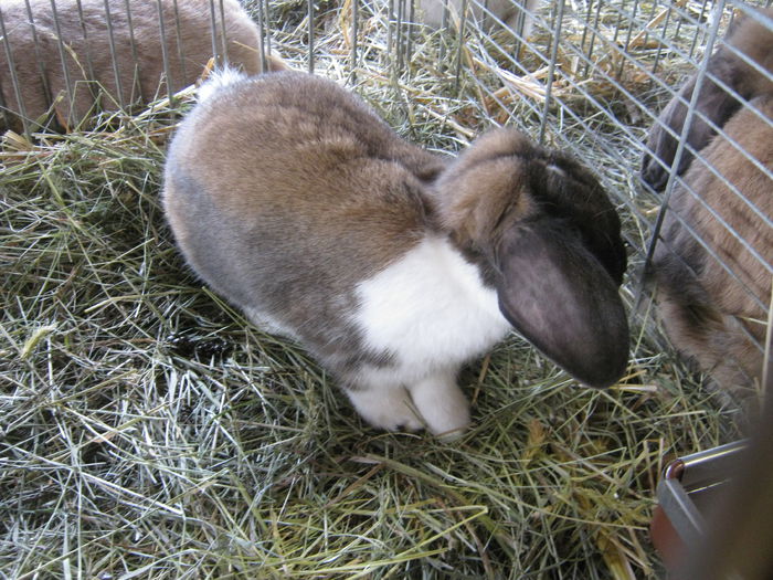 eferding_haslach 124