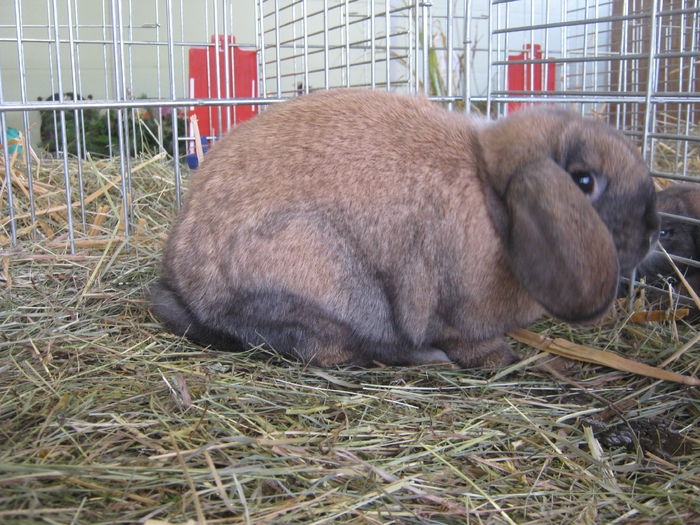 eferding_haslach 135