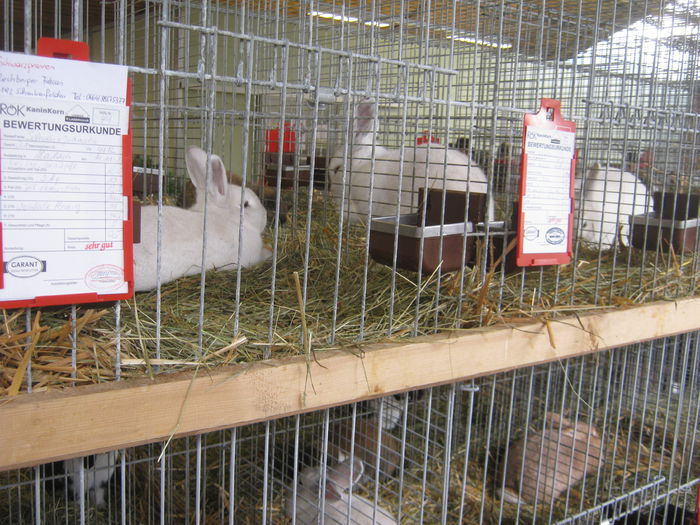 eferding_haslach 141