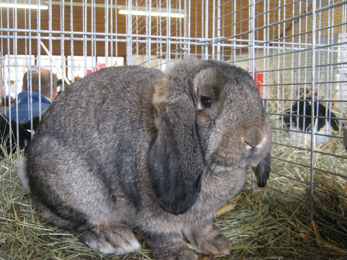 eferding_haslach 145