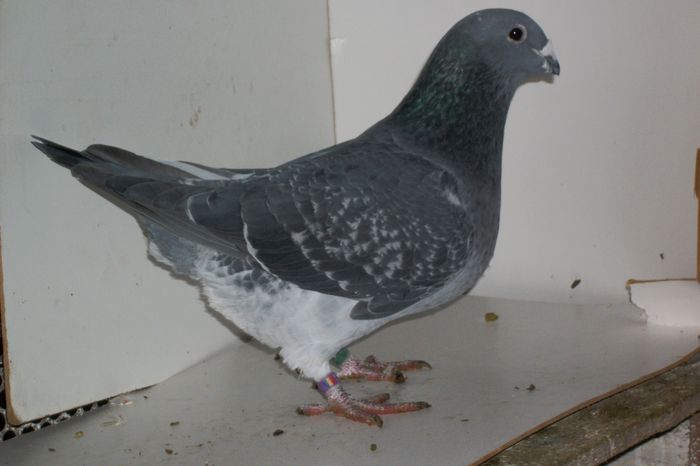 100_8184 - Tineret 2014