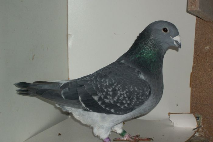 100_8186 - Tineret 2014