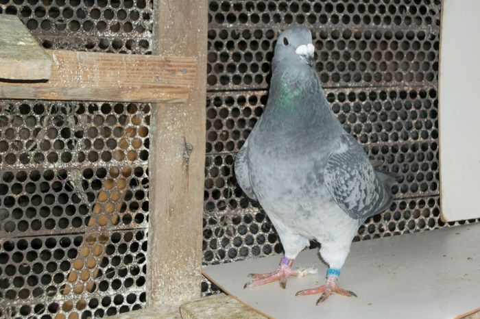 100_8188 - Tineret 2014