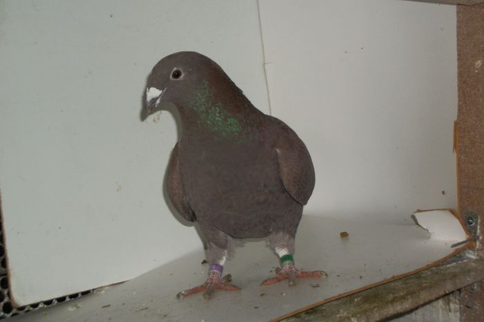 100_8190 - Tineret 2014