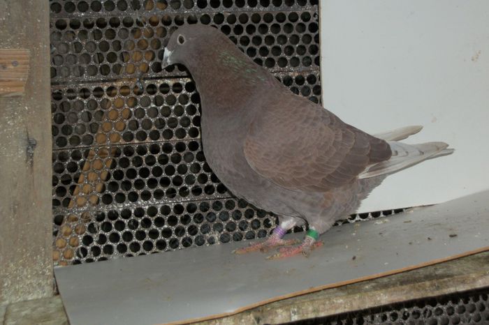 100_8192 - Tineret 2014