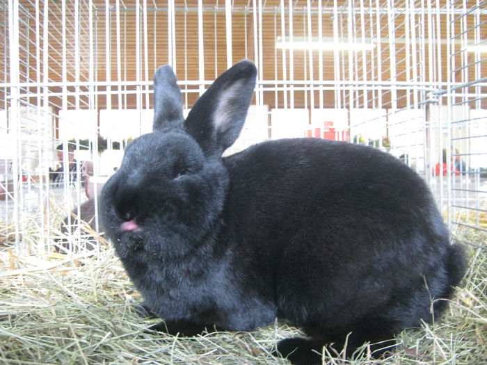 eferding_haslach 147