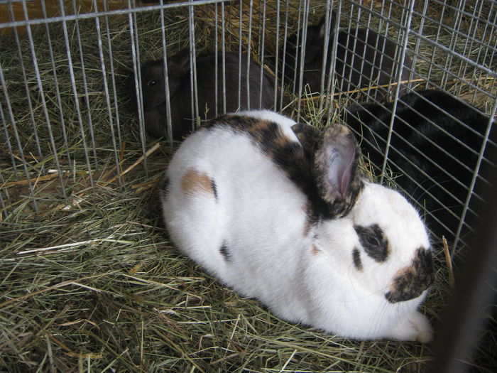 eferding_haslach 150