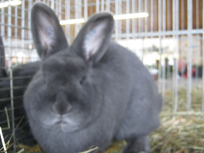 eferding_haslach 151 - expo Haslak-Austria-Straubing-Germania- nov-20-21