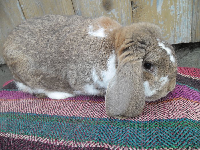 mascul aguti mantulat