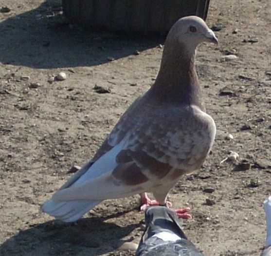 22516_112786688882624_2115337015_n