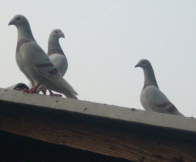 1560372_254149918079633_570288059_n